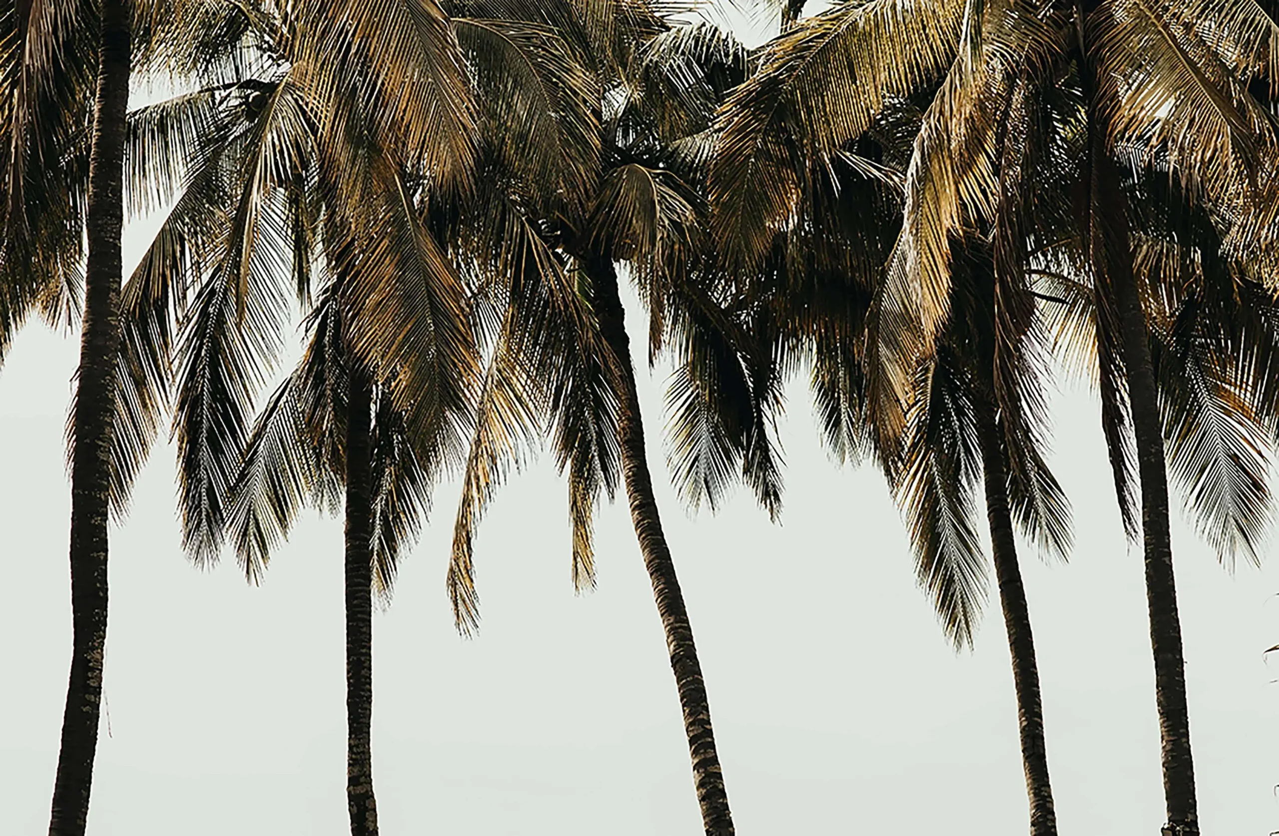 Coconut trees in a row